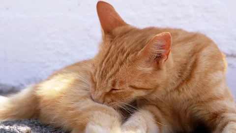 Enjoy a moment of relaxation while watching a lovely ginger cat being groomed in Stock Footage 313873599