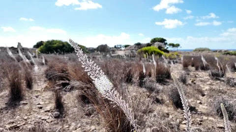 Enjoy a Scenic Landscape Featuring Unique Flora, Serenity, and Natural Beauty Stock Footage 319834645