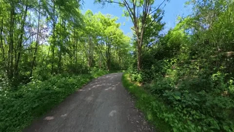 Enjoy a scenic pathway that winds through a lush, vibrant green forest filled Stock Footage 305570528