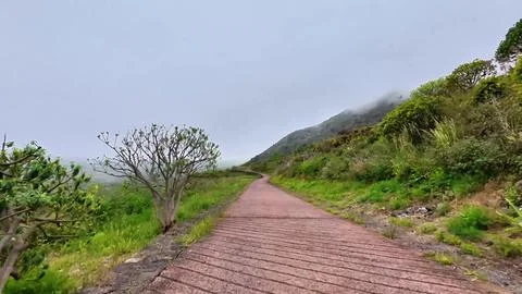 Enjoy a Scenic Walking Path That Winds Through Lush Greenery and Enigmatic Fog Stock Photos