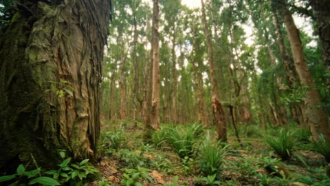 Enjoy stunning forest views with towering trees and vibrant green ferns Stock Footage 313841006