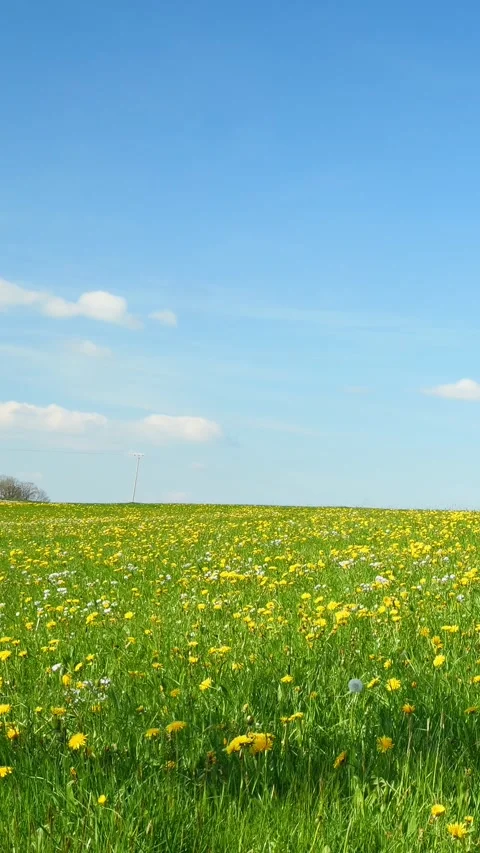 Enjoy the Tranquility of a Spring Meadow with Blooming Dandelions, Blue Skies Stock Footage 309224726