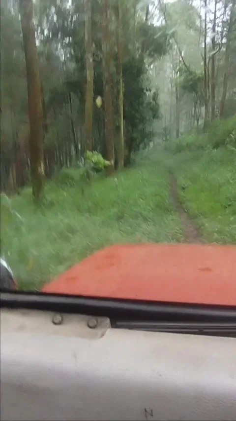 Enjoy the view of the middle of the forest Stock Footage 234707233