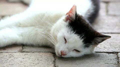 Enjoying cat 스톡 동영상 739205