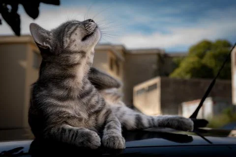 Enjoying cat Foto stock