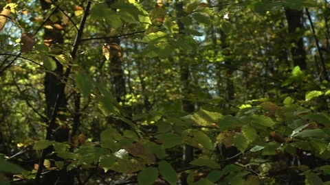 Enjoying the nature Stock Footage 71719995