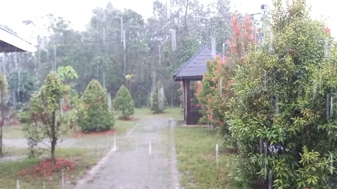 Enjoying the Rain in the Backyard Stock Footage 237410945