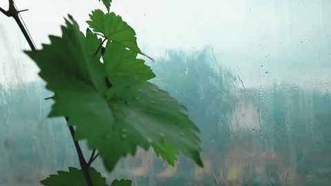 Enjoying the rain in the vineyard Stock Footage 331422018