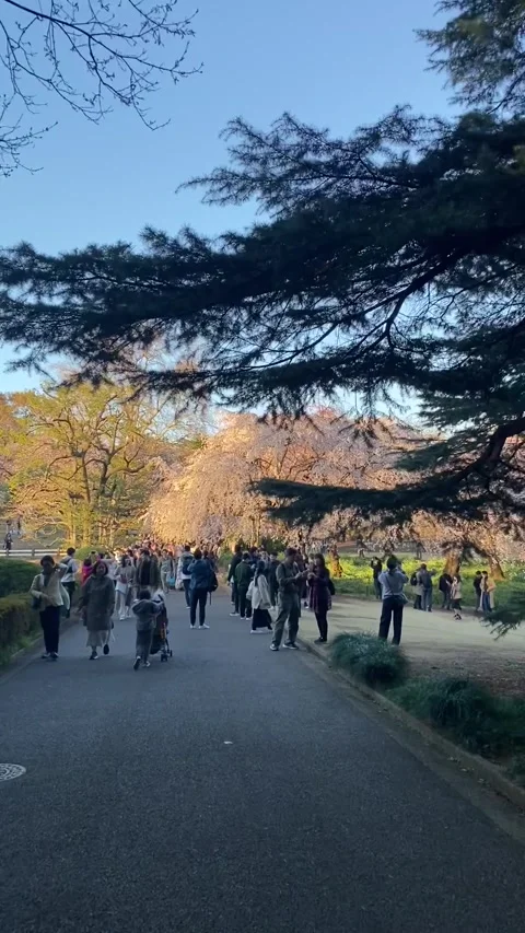 Enjoying sakura Stockbeeldmateriaal 242909714