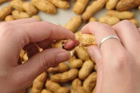 Enjoying the simple pleasure of cracking open fresh peanuts Stock-Fotos