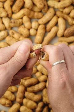 Enjoying the simple pleasure of cracking open fresh peanuts for a snack 库存照片