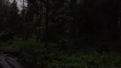 Enjoying a small river in the middle of the forest Stock Footage 316951874