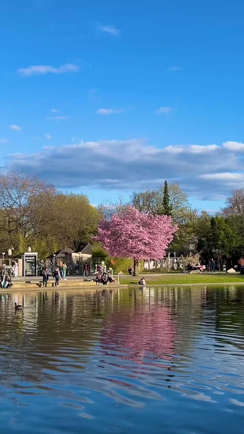 Enjoying Springtime by the Serene Lake Surrounded by Cherry Blossoms in a Lively Stock Footage 306592482