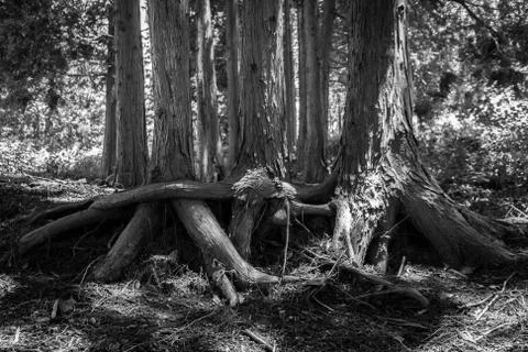 Enlaced tree roots Stock Photos