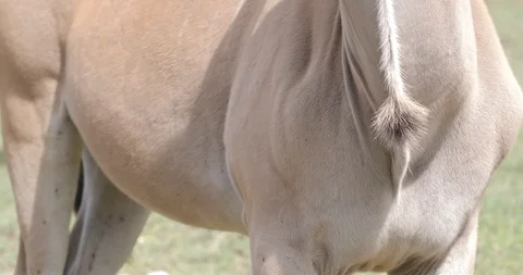 The Enland antelope chewing Stock Footage 115643548