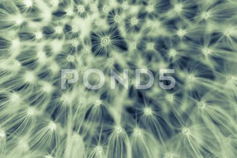 Enlarged Dandelion ( blowball ) with fluff and seeds over green Stock Illustration