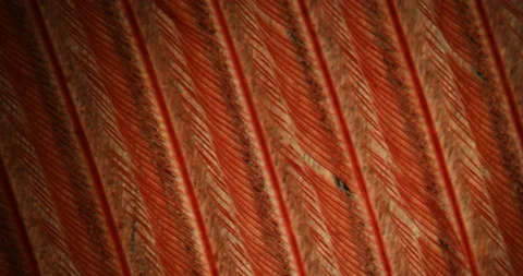 The enlarged feather of a canary bird Stock Footage 147391896