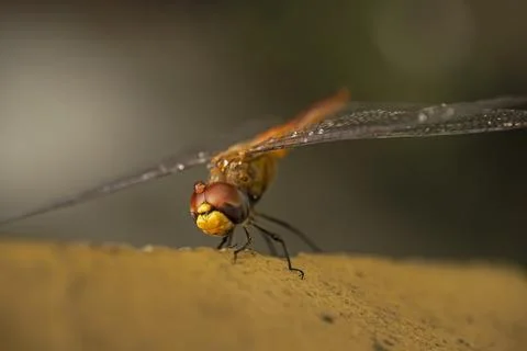 Enlarged image of a dragonfly Stock Photos