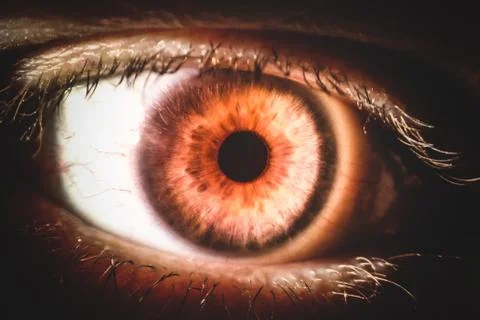 An enlarged image of eye with a brown  iris, eyelashes and scler Stock Photos
