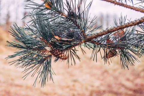 Enlarged view of pine branches with cones in autumn Stock Photos