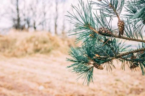 Enlarged view of pine branches with cones in autumn Stock Photos