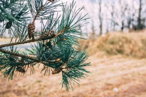 Enlarged view of pine branches with cones in autumn Stock Photos