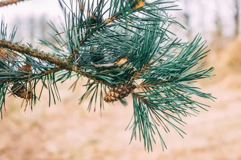 Enlarged view of pine branches with cones in autumn Stock Photos