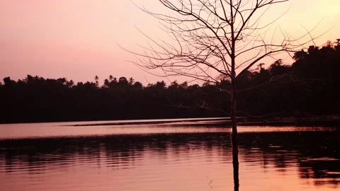 Enlargement of the tree against the background of sunset 스톡 동영상 238767948