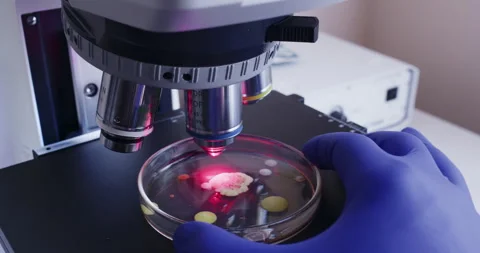 Enlarging bacteria. Stock Footage 310517432