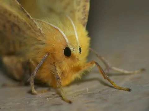 Ennomos, a moth in very close approximation. Stock Photos