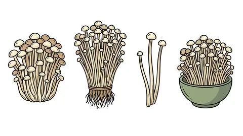 Enoki Mushroom Vector Set with Fresh Clusters and Bowl Stock Illustration