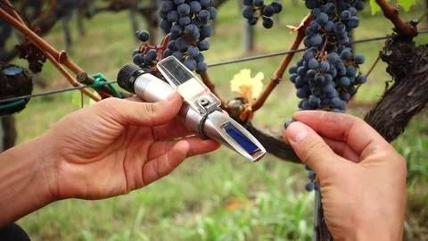 Enologist use a sugar refractometer to check red wine grapes in italian vineyard Stock-Footage 80912861