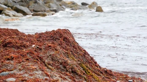Enormous algae bloom in Rhode Island. Heap of red seeweed accumulated on a beach 動画素材 83569832