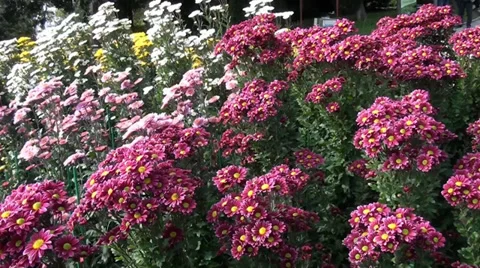 Enormous amount of growing a flower Stock Footage 33629012