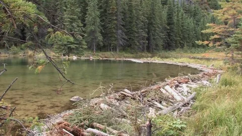 Enormous beaver dam creating a small lake. Stock Footage 78939515