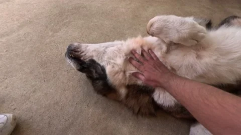 An enormous dog is lying on its back while a hand is rubbing his neck and belly Stock Footage 239554008