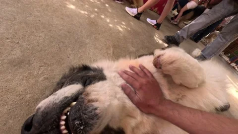 An enormous dog is lying on its back while a hand is rubbing his neck and head Video stock 239689118