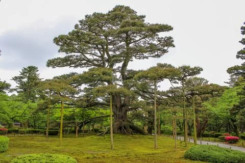 Enormous pine tree with wide, supported branches in Japanese garden Stock Photos
