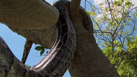 An enormous python snake climbs over a camera and back up a tree branch on Stock Footage 122893259