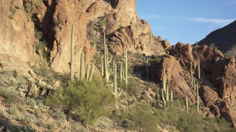 Enormous Saguaro cacti between red rocks at sunset Stock Footage 212856345