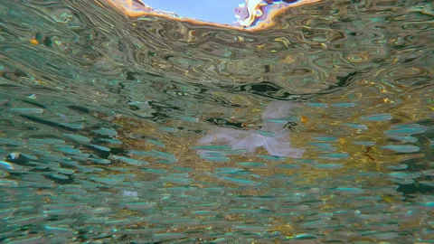 Enormous school of Silversides must navigate drifting plastic bags beneath Vídeo Stock 331480106