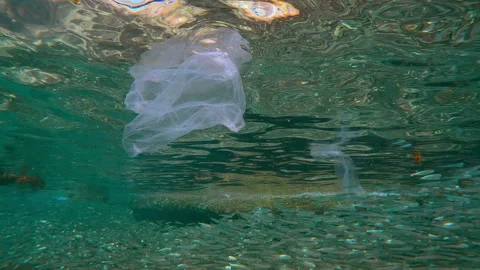 An enormous school of Silversides swims in shallows among plastic bags drifting Stock-Footage 333955435