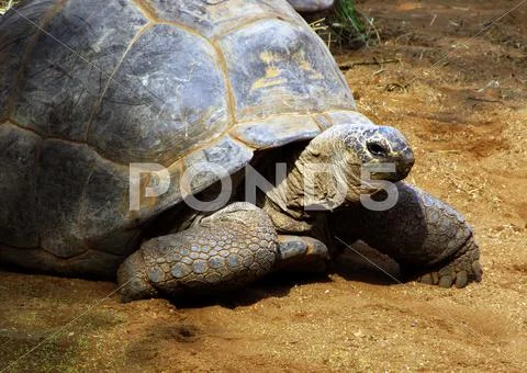 Enormous south african tortoise the bergskilpad Stock Photos