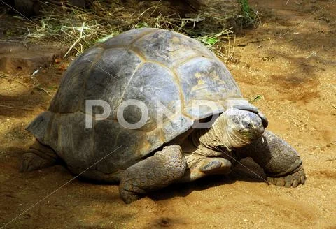 Enormous south african tortoise the bergskilpad Stock Photos