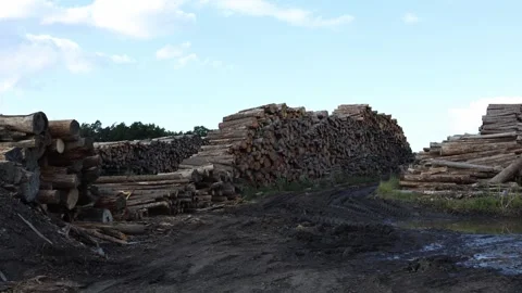 Enormous stacks of cut timber logs arranged in long rows on muddy industrial log Stock Footage 318217806