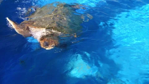 Enormous Turtle in Expansive Blue Pool Stock Footage 252928684