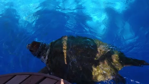 Enormous Turtle in Expansive Pool Stock Footage 252928685
