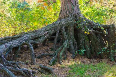 Enormously big bare tree roots above the ground in a forest landscape scene Stock Photos
