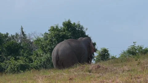 Enormously imposing its size on this hilly ridge as it moves up and feeds Stock Footage 255297071