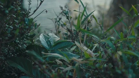 Enoshima I Stock Footage 101038486